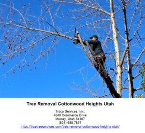 Tree Removal Cottonwood Heights Utah, tree, heights, services, cottonwood, removal, service, trees, city, care, stump, business, property, area, time, experts, experience, arborist, maintenance, yard, years, arborists, job, home, companies, pruning, today, trimming, work, quote, cost, health, safety, price, grinding, customers, landscape, people, products, equipment, utah, cottonwood heights, tree service, tree removal, cottonwood heights city, tree services, lake city, stump grinding, tree care, tree trimming, tree removal service, meta products, salt lake, thecottonwood heights area, wild bill, tmm tree services, affordable tree care, tree experts, tree removal services, stump removal services, same day, commercial properties, free estimate, stump removal, certified arborists, rivendell tree experts, swedin tree expert, removal services, sons services, johnston tree service, hidden oak tree, cottonwood heights, utah, tree care, salt lake city, landscaping, arborist, stump, pruning, christmas, christmas tree, tree, facebook, android, arborists, prune, pruning, salt lake county, utah, ad blockers, apps, tree-care, street tree, ios, multiple listing service, layton, tree pruning, safety equipment, risk, health, grass, 