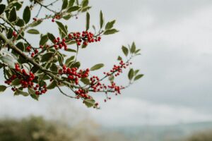 Service Berry Tree