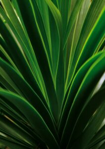Ponytail Palm Plant Care