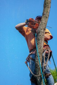 Tree Arborist Near Me