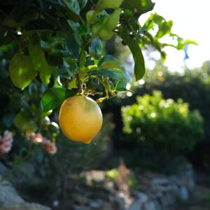 Planting A Lemon Tree