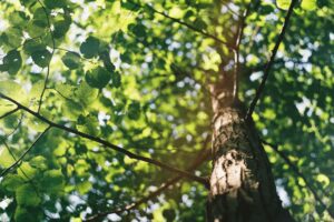 Tree Doctor Near Me