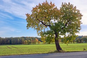 Tree Removal Heber Utah