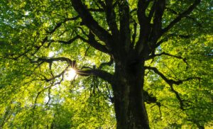 Apple Trees Pruning