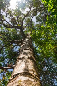 Tree Removal Roosevelt Utah