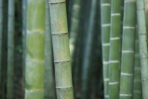 Bamboo Plants Care