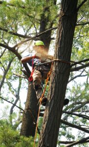 Arbortist 