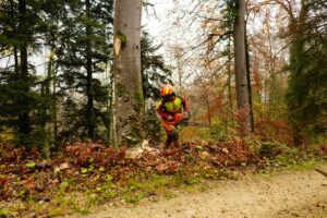 Tree Removal Mapleton Utah