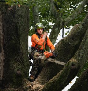 Arborist Near Me