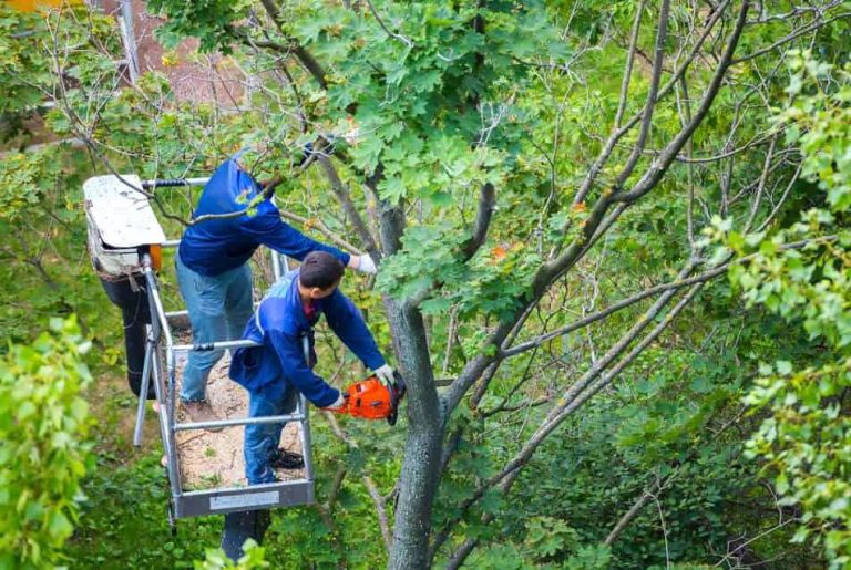 The Importance of Properly Pruning Trees for Structural Integrity ...