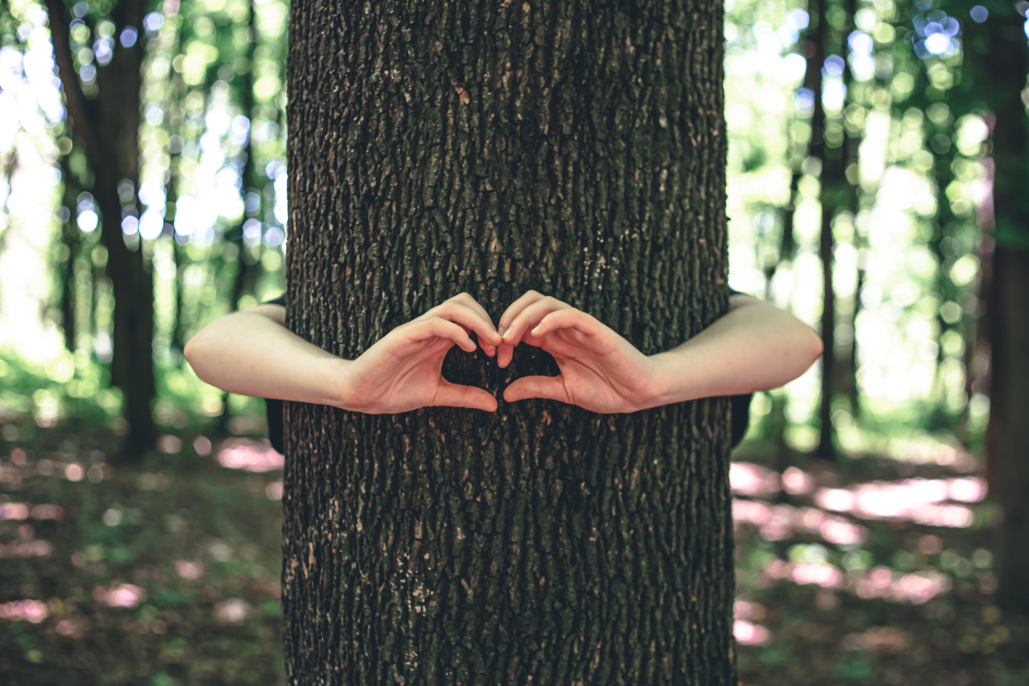 COMMON TREE HAZARDS AND HOW TO ADDRESS THEM – Truco Services