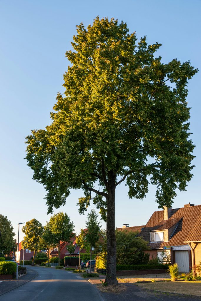 2026 Ultimate Guide to Tree Service Near Me: Expert Tips and Advice