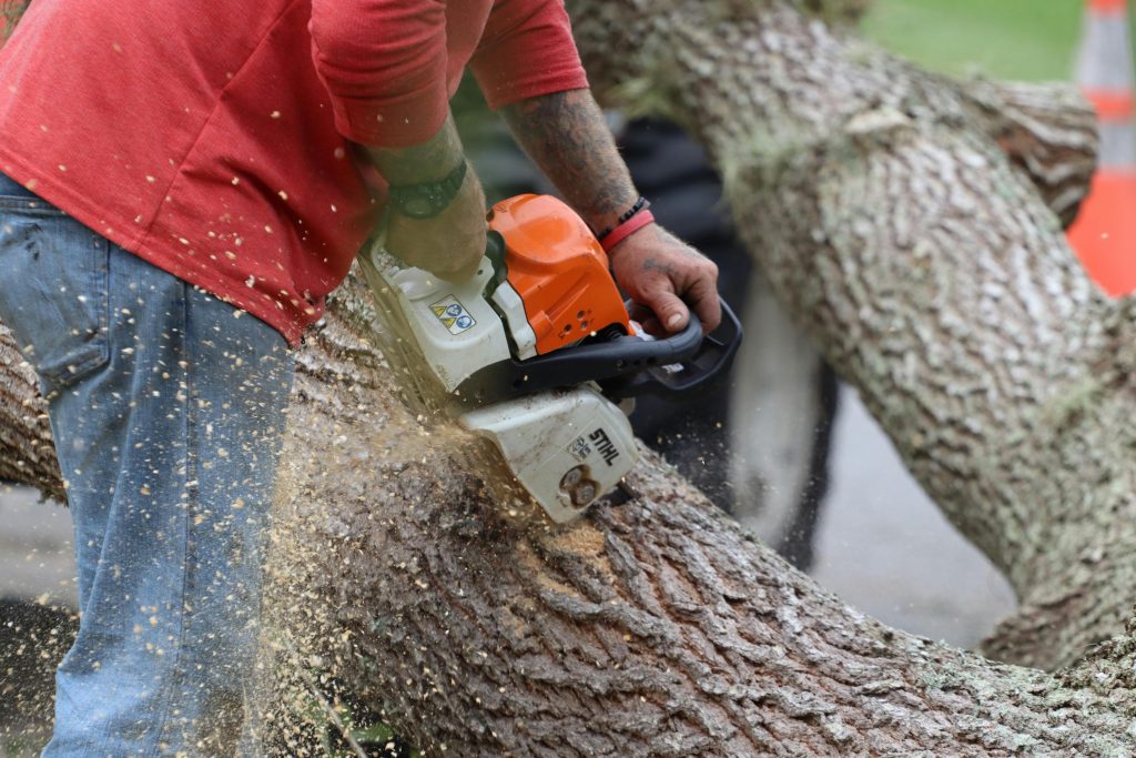 The Complete Guide to Tree Cutting Service: Expert Insights for 2026
