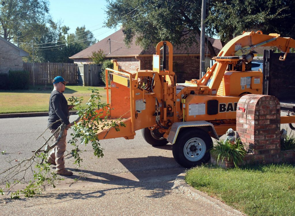 The Ultimate Guide to Tree Removal: Essential Steps for a Safe and Successful Process