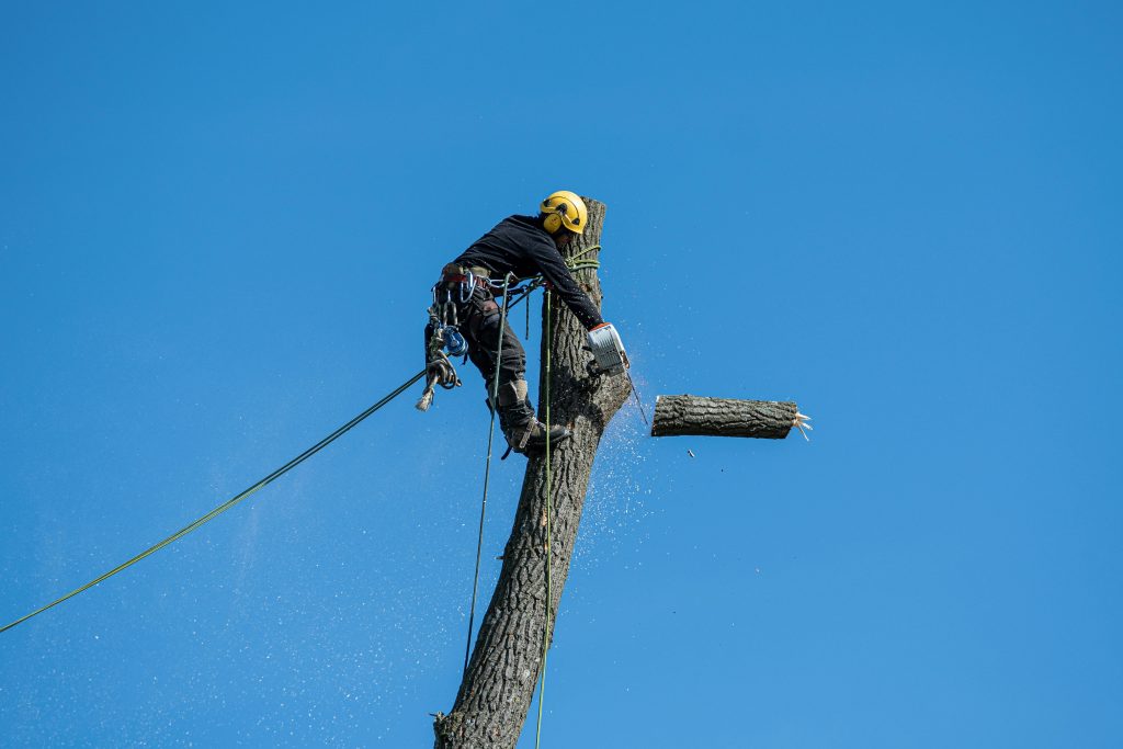 The Ultimate Guide to Tree Removal: Essential Steps for a Safe and Successful Process