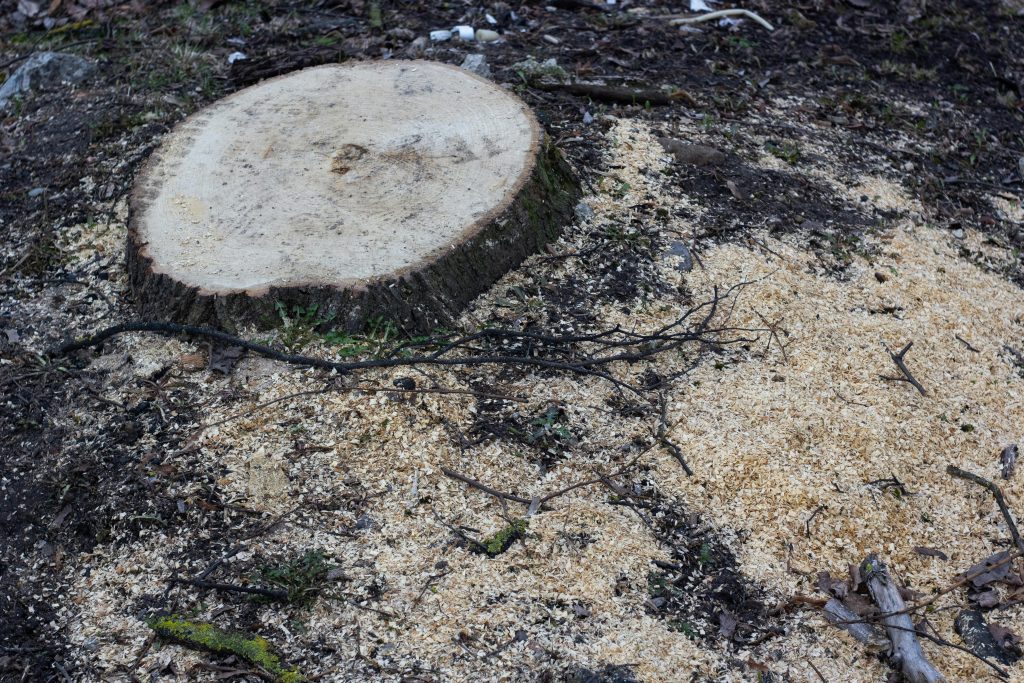 The Ultimate Guide to Tree Removal: Essential Steps for a Safe and Successful Process