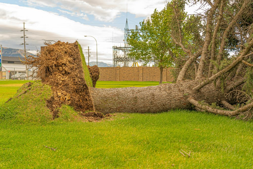 The Ultimate Guide to Tree Removal in Utah: Top Essential Tips for 2026