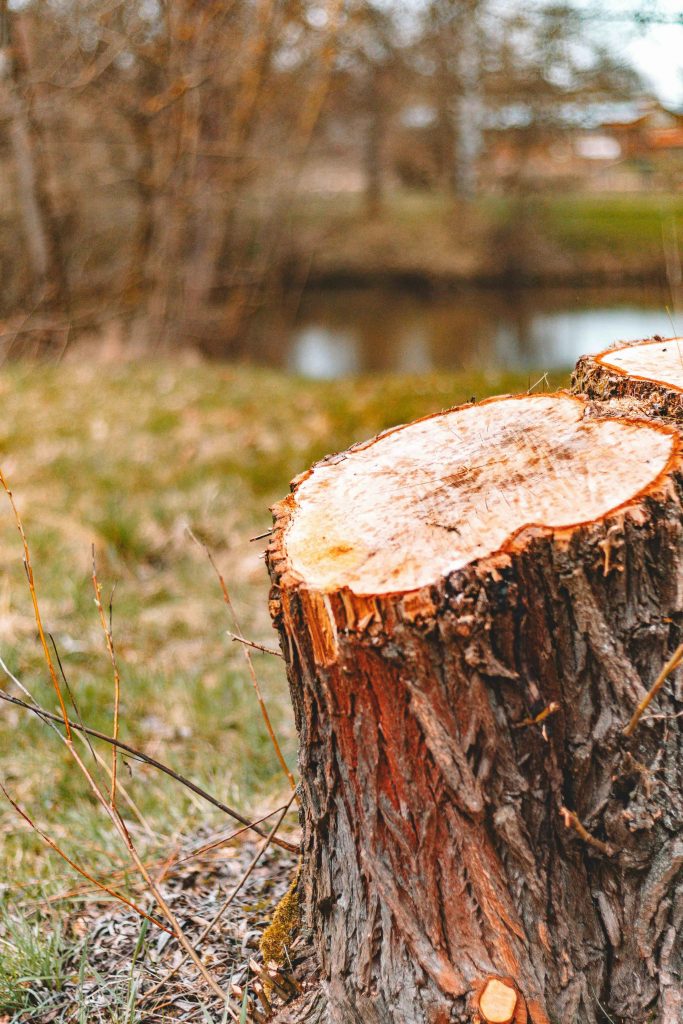 The Ultimate Guide to Tree Removal in Utah: Top Essential Tips for 2026