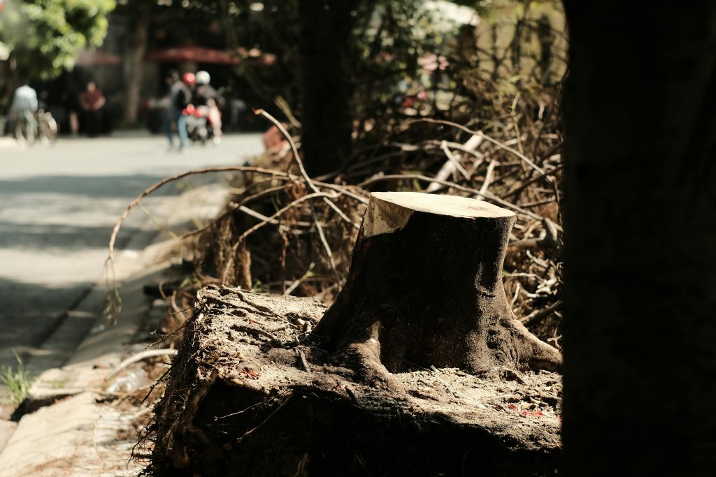 The Ultimate Guide to Tree Removal Near Me: Expert Advice and Essential Steps for Safe Removal (2026)