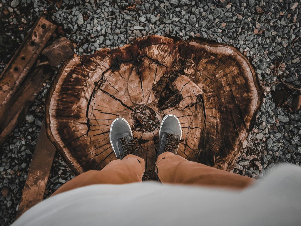 2026 Complete Guide to Stump Grinding: Essential Tips