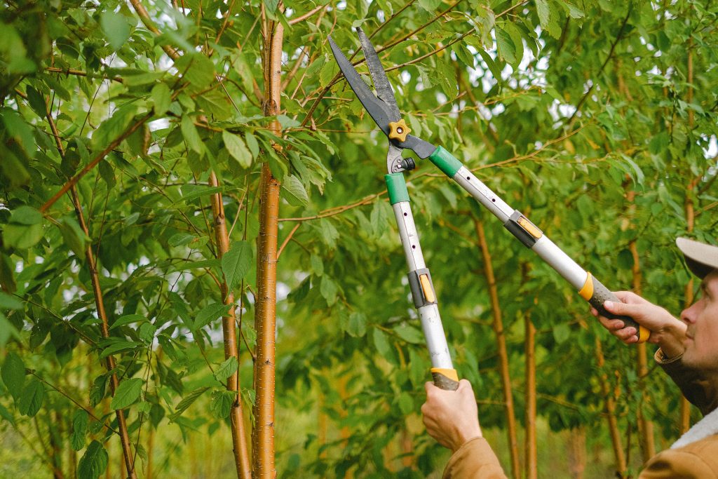 2026 Ultimate Guide to Finding the Best Tree Trimming Service Near Me