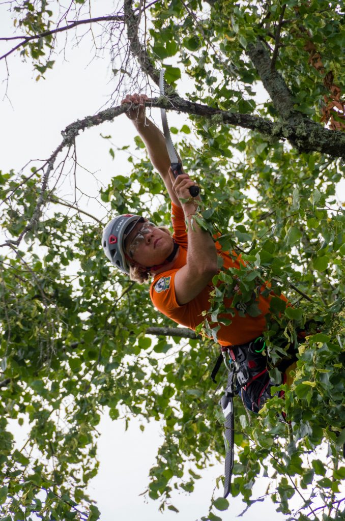 2026 Ultimate Guide to Finding the Best Tree Trimming Service Near Me