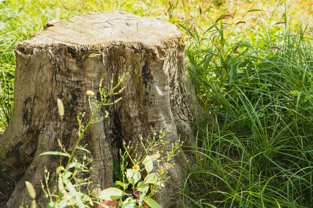 2026 Ultimate Guide to Stump Removal Cost: Factors, Methods, and Savings 2026 Ultimate Guide to Stump Removal Cost: Factors, Methods, and Savings