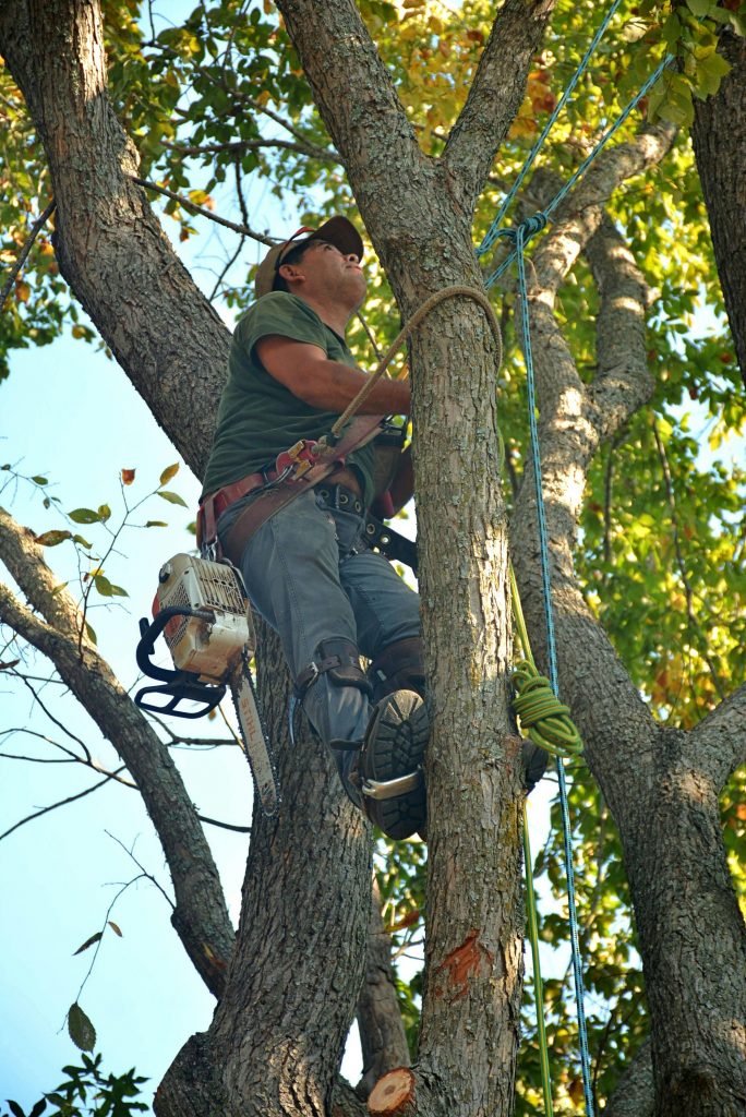 2026s Ultimate Guide to Finding the Best Tree Removal Service Near Me: Expert Insights  Proven Tips
