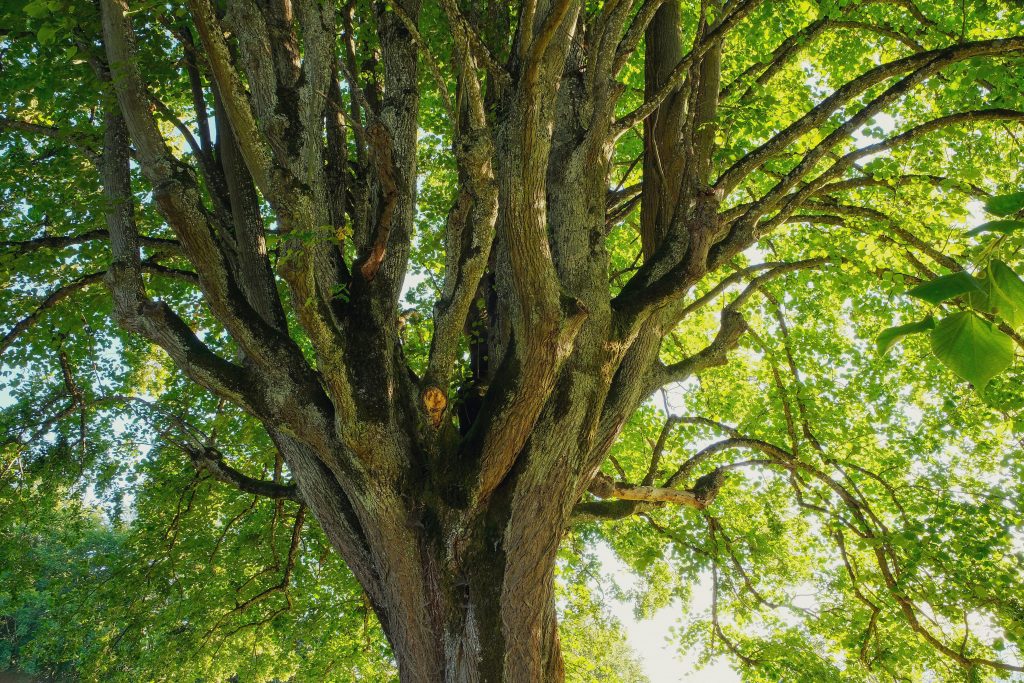 The Ultimate Guide to Affordable Tree Service: Top Tips for 2026 The Ultimate Guide to Affordable Tree Service: Top Tips for 2026