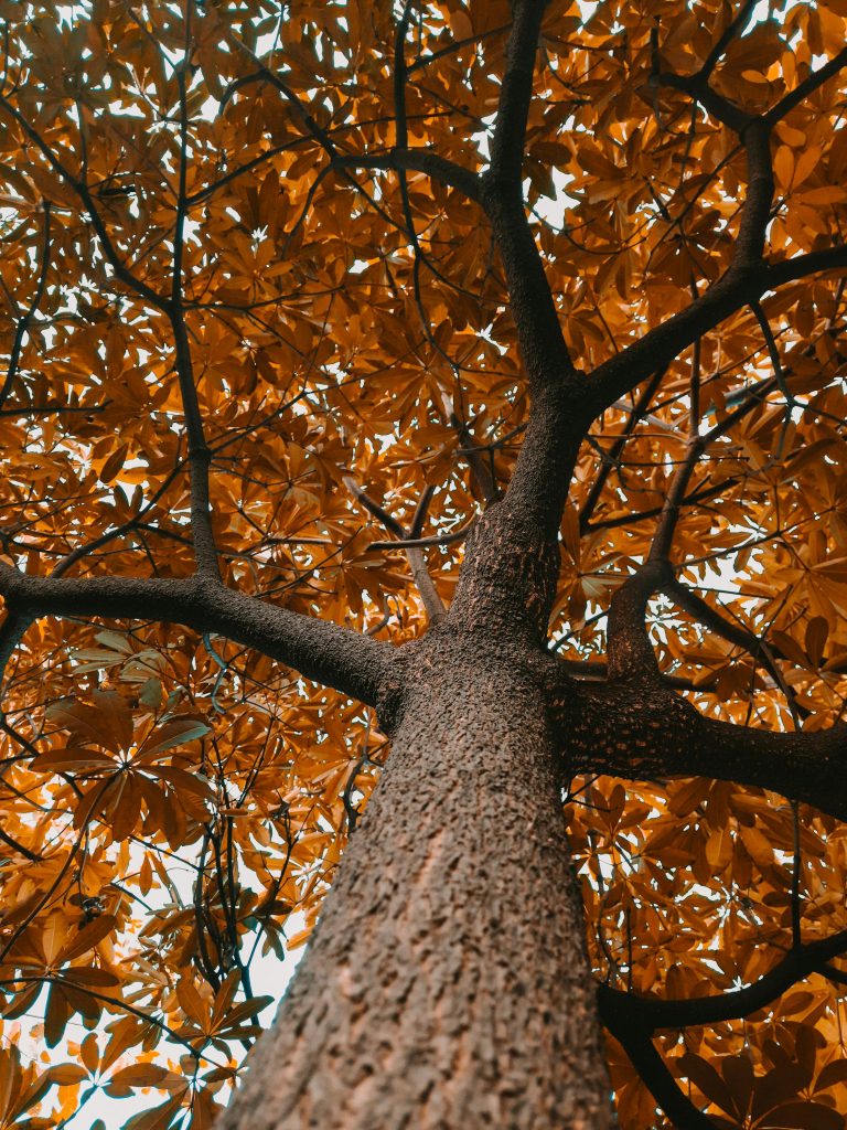 The Ultimate Guide to Affordable Tree Service: Top Tips for 2026 The Ultimate Guide to Affordable Tree Service: Top Tips for 2026