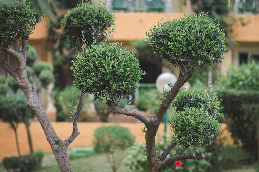 The Ultimate Guide to Bush Removal Near Me: Expert Solutions