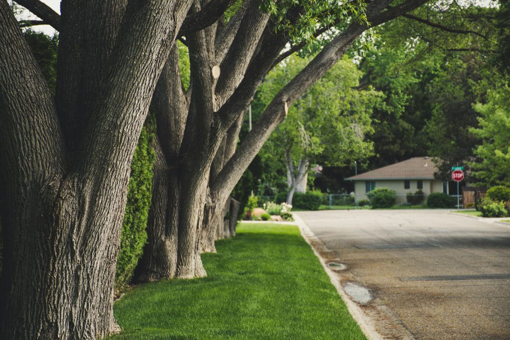 The Ultimate Guide to Cheap Tree Removal Near Me: Save Up to 30% in 2026