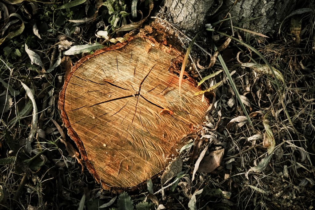 The Ultimate Guide to Cheap Tree Removal: Save Up to 50% in 2026