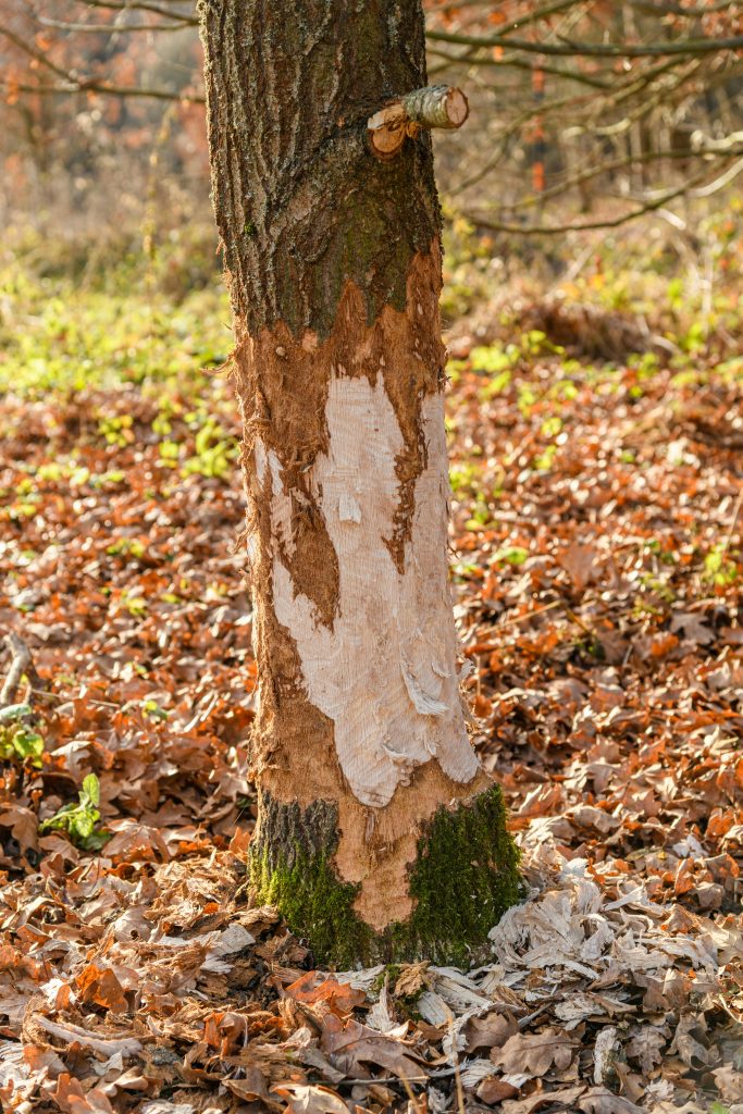 The Ultimate Guide to Cheap Tree Removal: Save Up to 50% in 2026