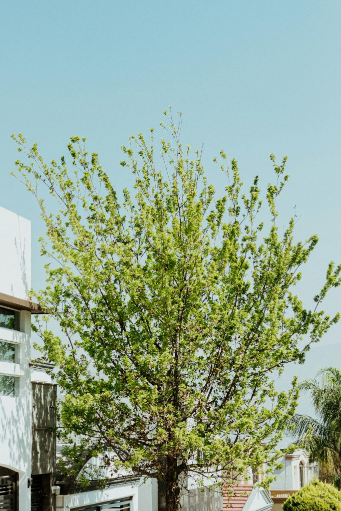 The Ultimate Guide to Finding the Best Tree Service Near Me: Top Tips for 2026