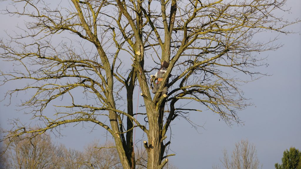 The Ultimate Guide to Local Tree Service: Expert Tips for a Safe and Beautiful Yard (2026)
