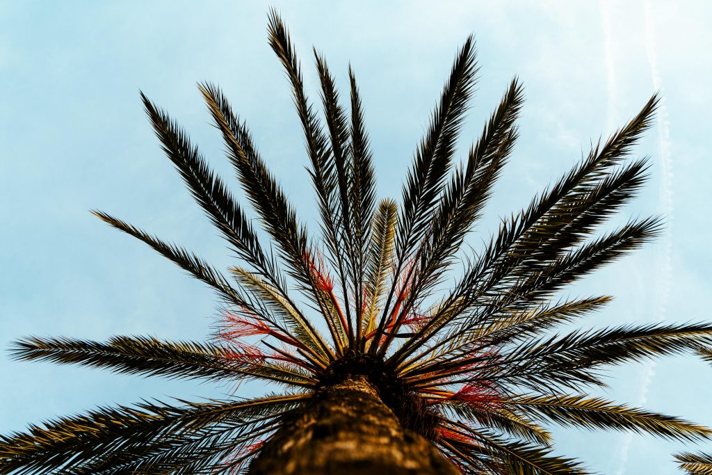 The Ultimate Guide to Palm Tree Trimming Near Me: Expert Advice The Ultimate Guide to Palm Tree Trimming Near Me: Expert Advice