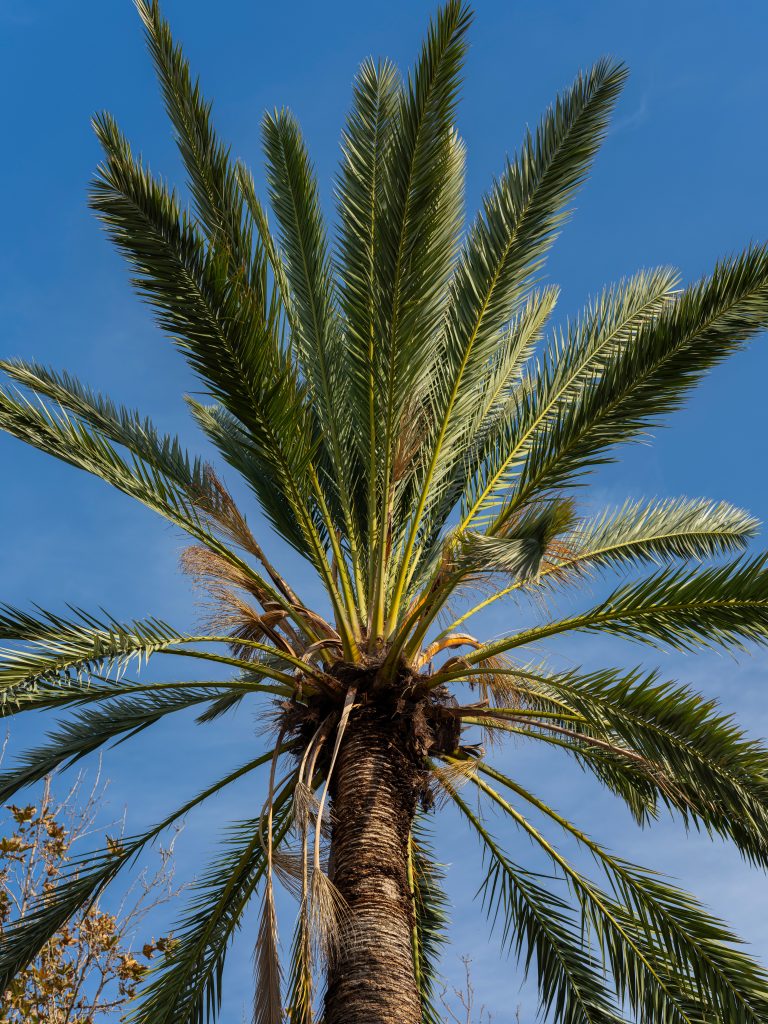 The Ultimate Guide to Palm Tree Trimming Near Me: Expert Advice The Ultimate Guide to Palm Tree Trimming Near Me: Expert Advice