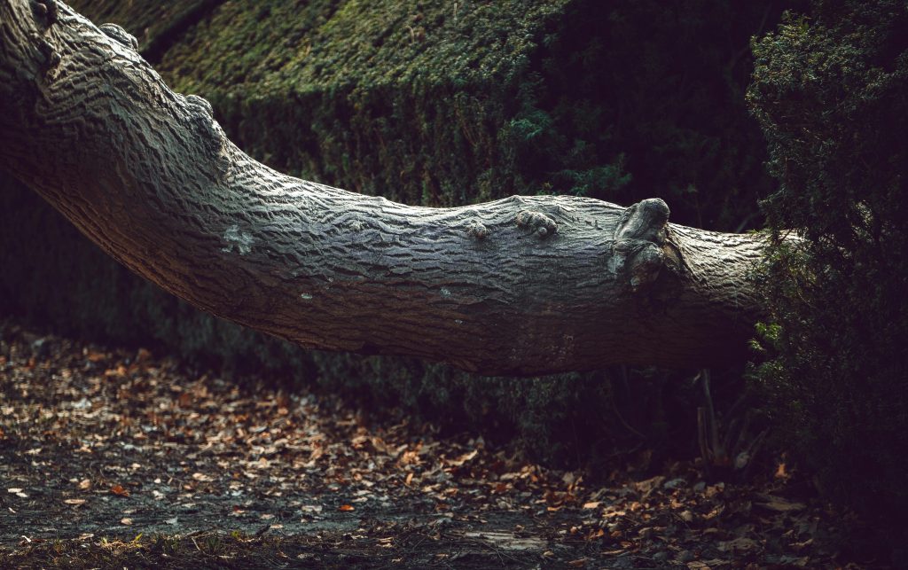 The Ultimate Guide to Tree Branch Removal: A 7-Step Process for Homeowners (2026)