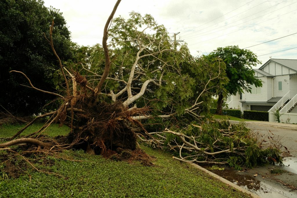 The Ultimate Guide to Tree Branch Removal: A 7-Step Process for Homeowners (2026)