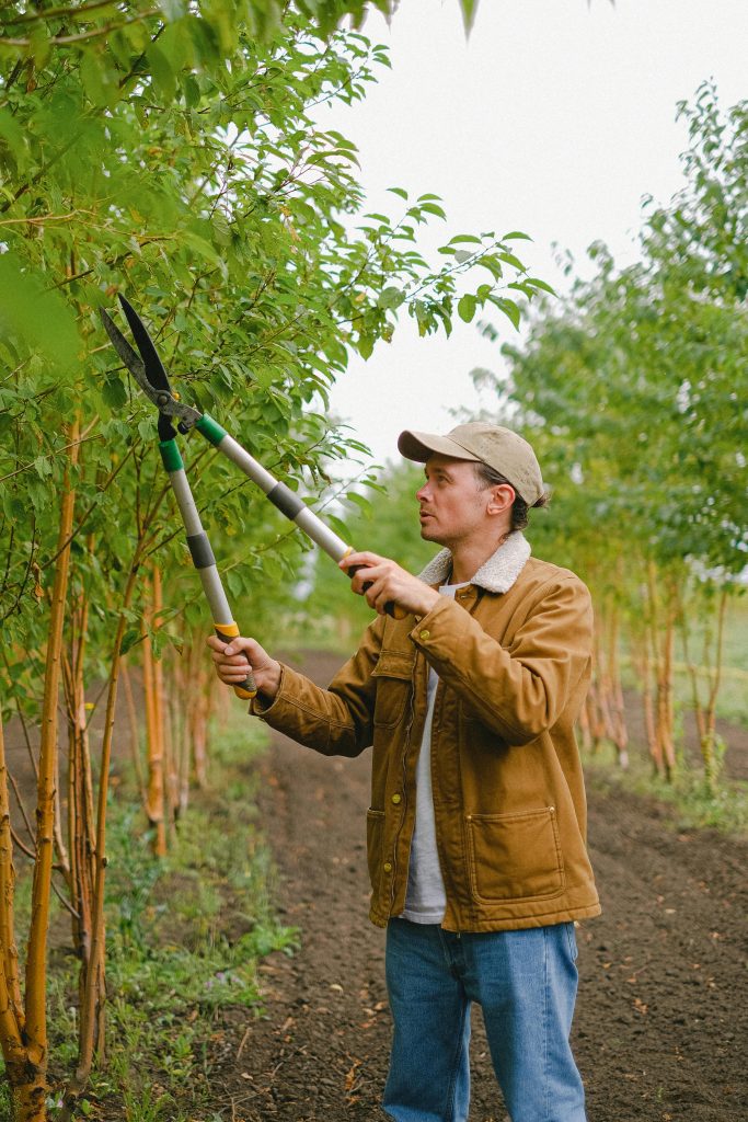 The Ultimate Guide to Tree Pruning Near Me: Expert Tips for a Safe and Beautiful Yard (2026)