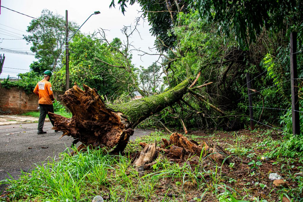 The Ultimate Guide to Tree Removal Service: Essential Steps to a Safe and Beautiful Yard (2026)