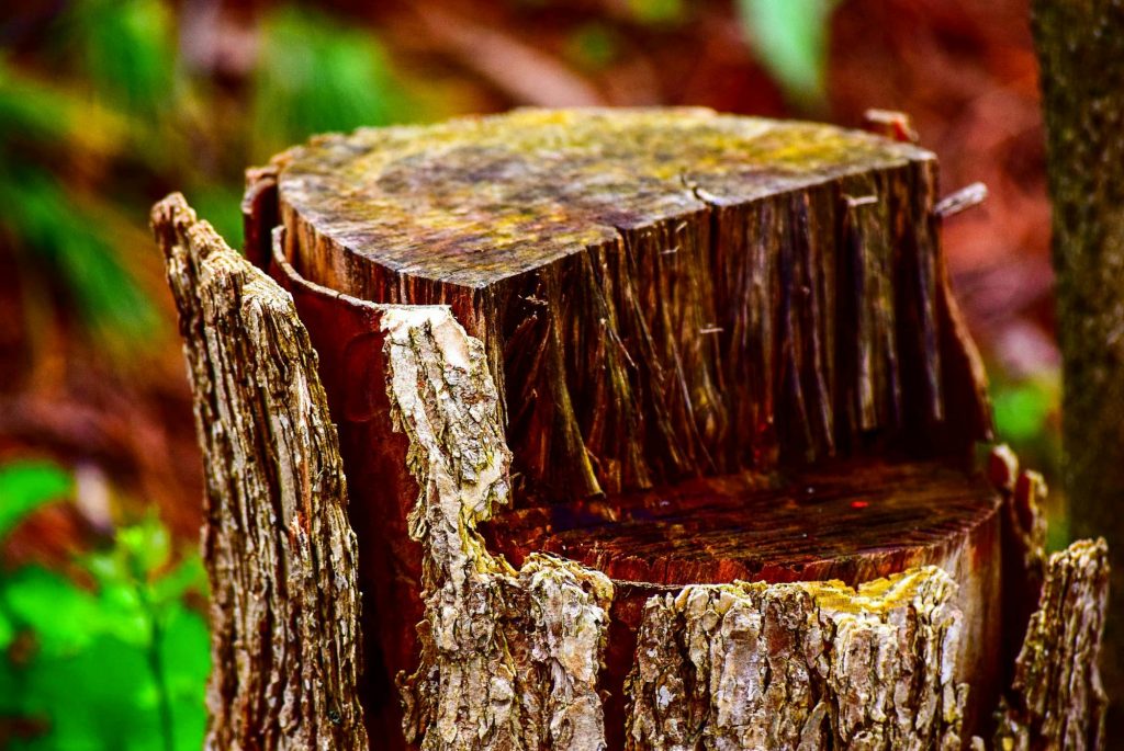 The Ultimate Guide to Tree Stump Removal: Expert Solutions