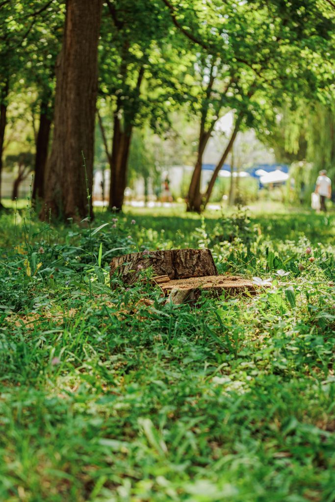 The Ultimate Guide to Tree Stump Removal: Expert Solutions