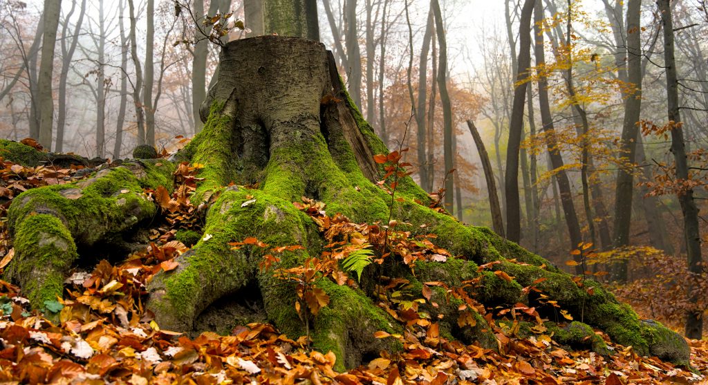 The Ultimate Guide to Tree Stump Removal Near Me: Expert Solutions for a Safe and Beautiful Yard (2026)