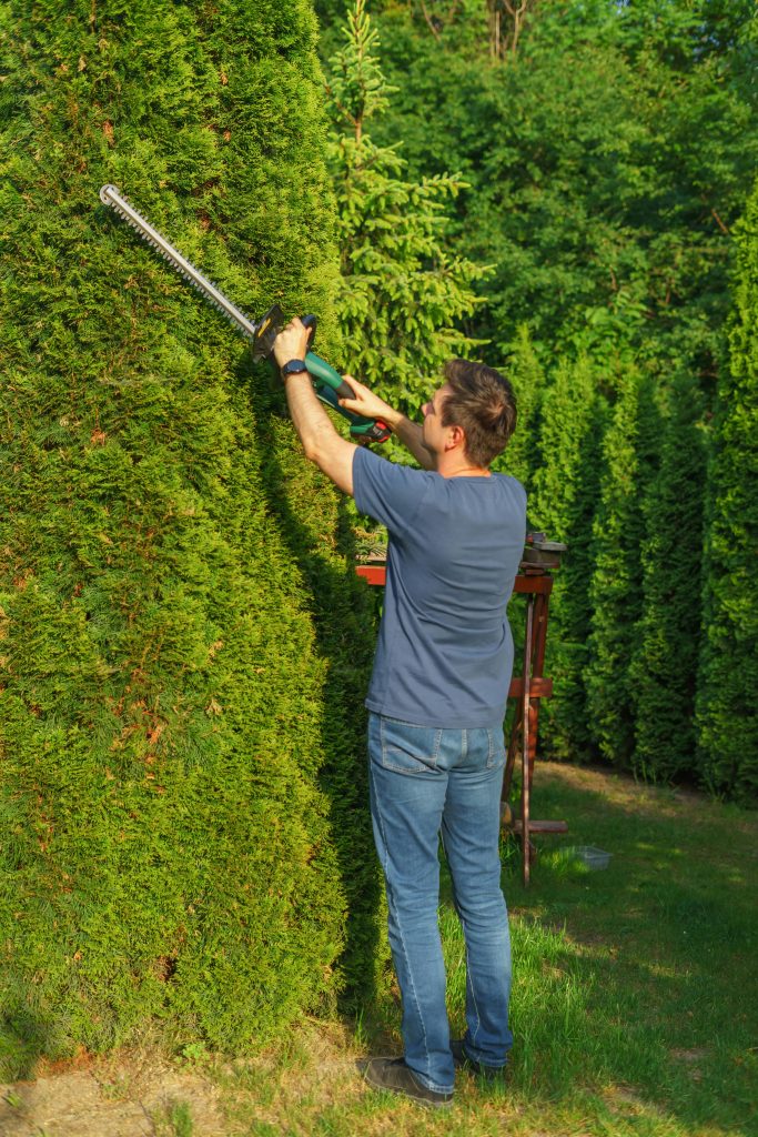 The Ultimate Guide to Tree Trimmers Near Me: Expert Tips and Services (2026)