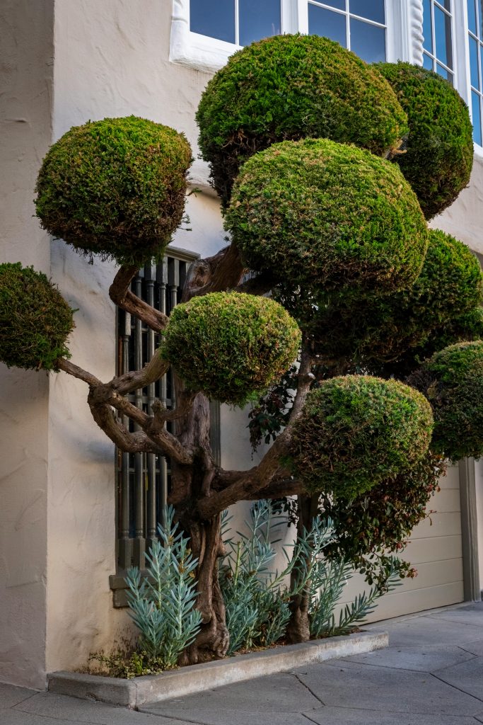 The Ultimate Guide to Tree Trimming: Expert Tips for a Safe and Beautiful Yard (2026)