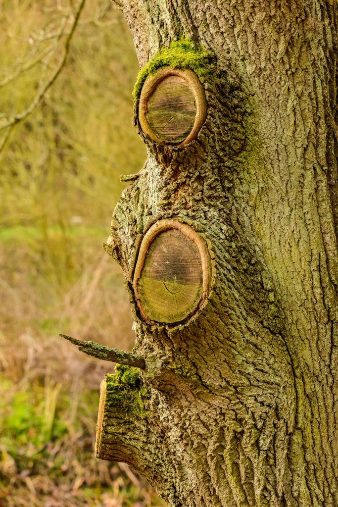 The Ultimate Guide to Tree Trimming Service: Expert Tips for a Safe and Beautiful Yard (2026)