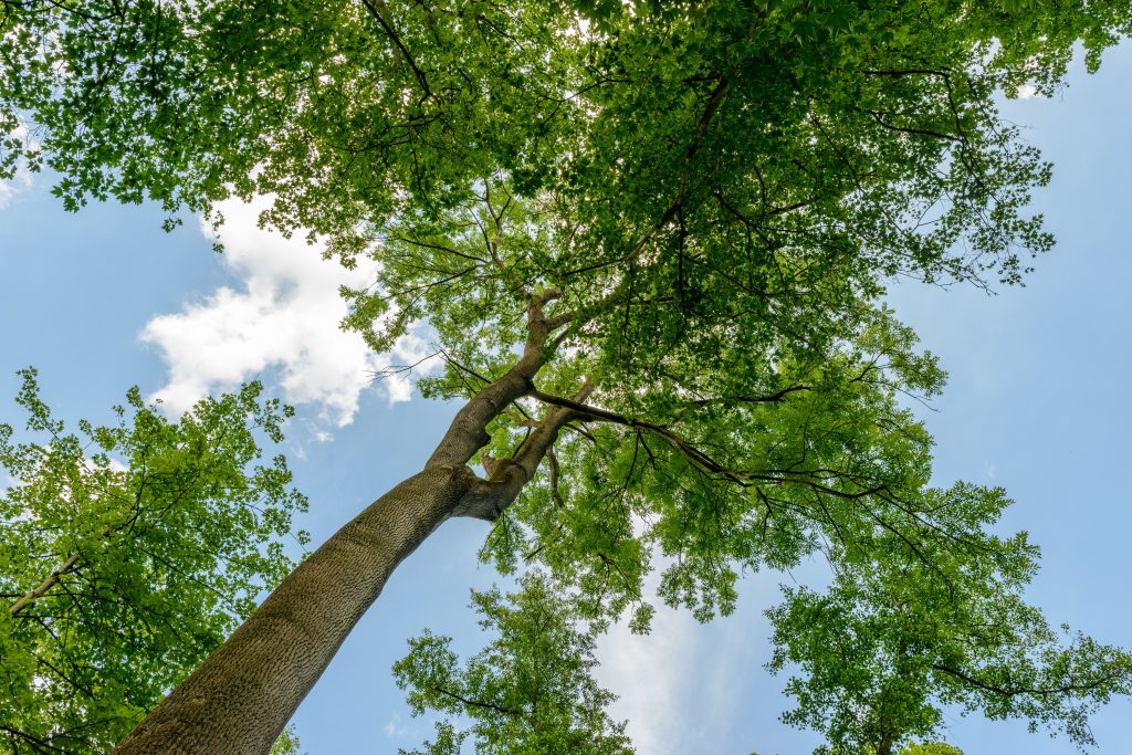 2026 Ultimate Guide: Licensed Tree Removal Service Near Me - Expert Insights 2026 Ultimate Guide: Licensed Tree Removal Service Near Me - Expert Insights
