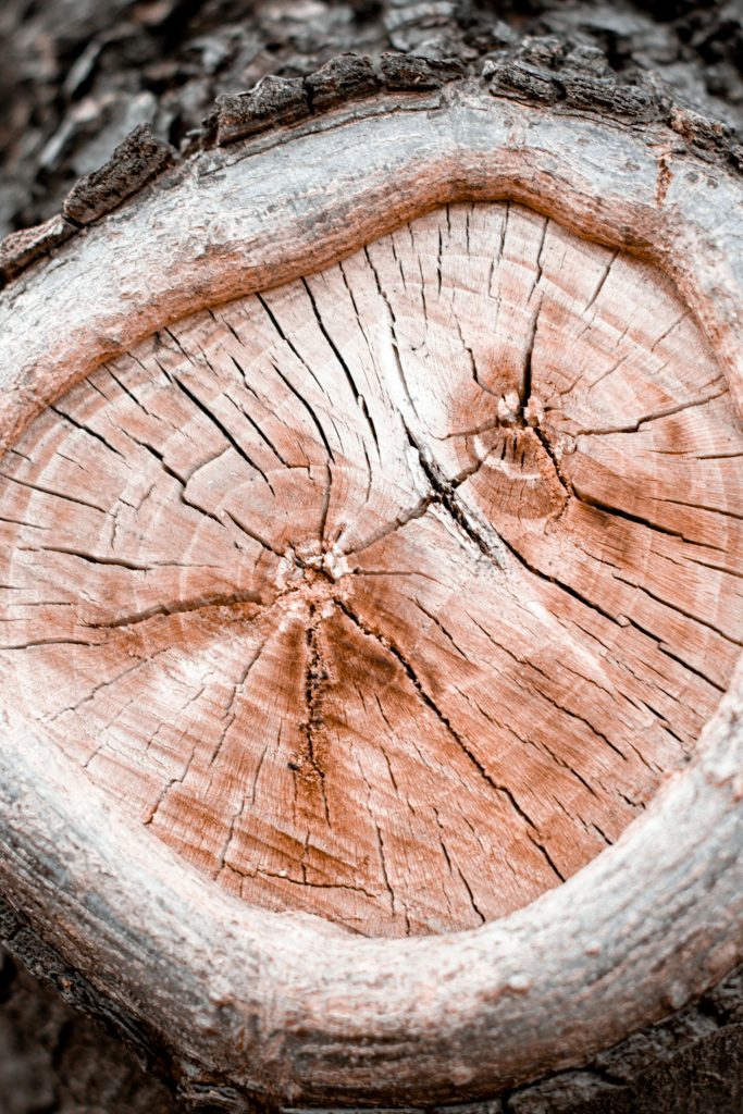 2026 Ultimate Guide to Tree Cutting Near Me: Top Tips  Expert Advice
